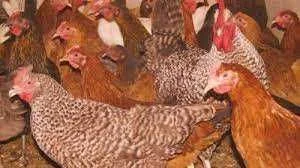 Kury nioski Rossa Tetra Messa Sendi Leghorn Sussex ! TRANSPORT ! – zdjęcie 8