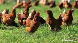 Kury nioski Rossa Tetra Messa Sendi Leghorn Sussex ! TRANSPORT ! – zdjęcie 2