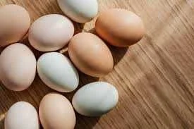 Kury Nioski z wolnego wybiegu ! Tetra Messa Rossa Leghorn Sussex ! – zdjęcie 7