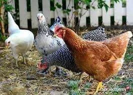 Kury Nioski z wolnego wybiegu ! Tetra Messa Rossa Leghorn Sussex ! – zdjęcie 2