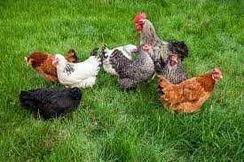 Kury Nioski z wolnego wybiegu ! Tetra Messa Rossa Leghorn Sussex ! – zdjęcie 3