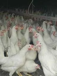 Kury Nioski z wolnego wybiegu ! Tetra Messa Rossa Leghorn Sussex ! – zdjęcie 8