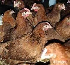 Kury Nioski z wolnego wybiegu ! Tetra Messa Rossa Leghorn Sussex ! – zdjęcie 4