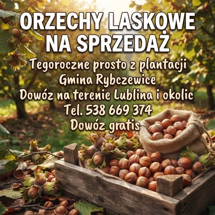 Orzechy Laskowe WYSYŁKA tegoroczne – zdjęcie 2
