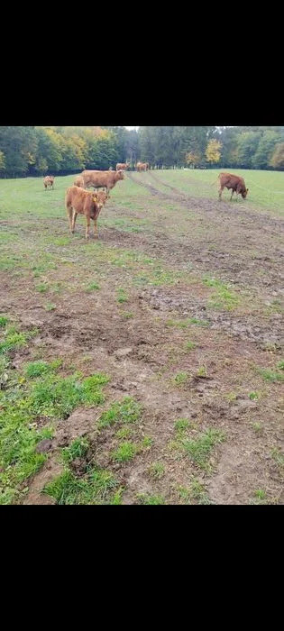 Sprzedam odsadki Limousine – zdjęcie 4