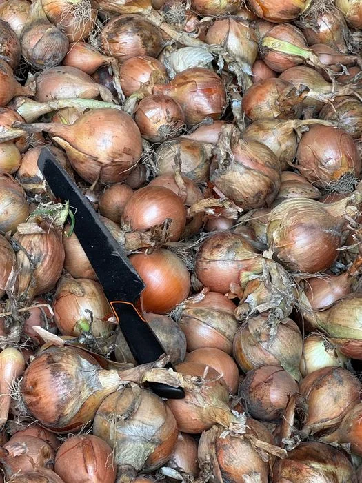 Sprzedam cebulę kaliber 4+ – zdjęcie 2