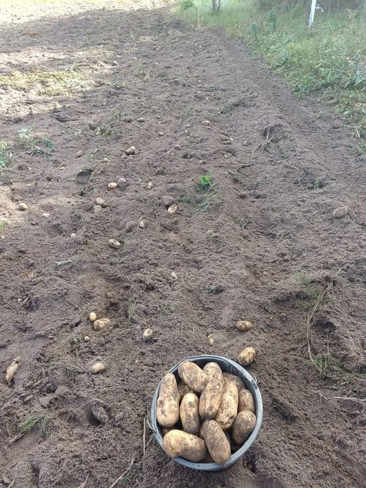 Sprzedam ziemniaki odpadowe 0,4 zł/kg
