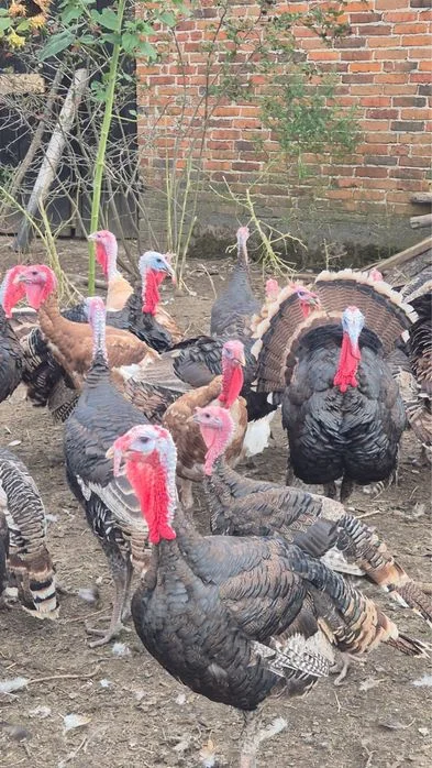 Indyki mieszańce - dziki kanadyjski, brąz szerokopierśny, Burbon Red – zdjęcie 3
