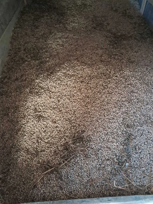 Siano w belach z pierwszego pokosu oraz groch – zdjęcie 4