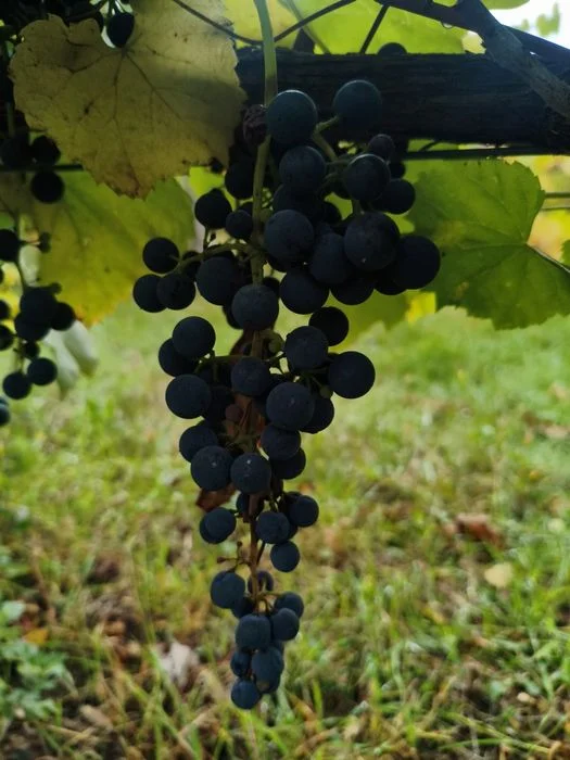 Winogrona przerobowe:ciemne – zdjęcie 2