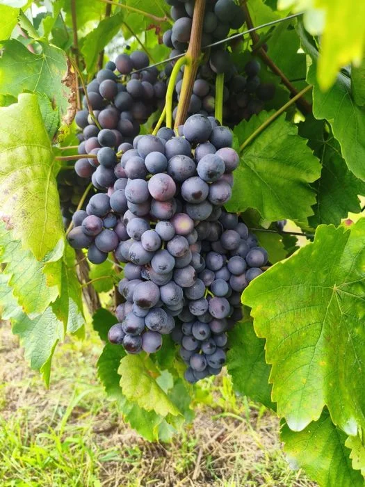 Winogrona przerobowe:ciemne