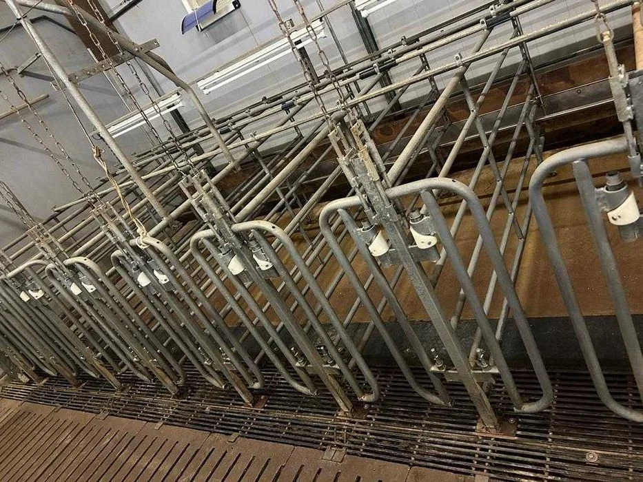 Klatki postojowe pojedynki dla loch import Holandia – zdjęcie 2