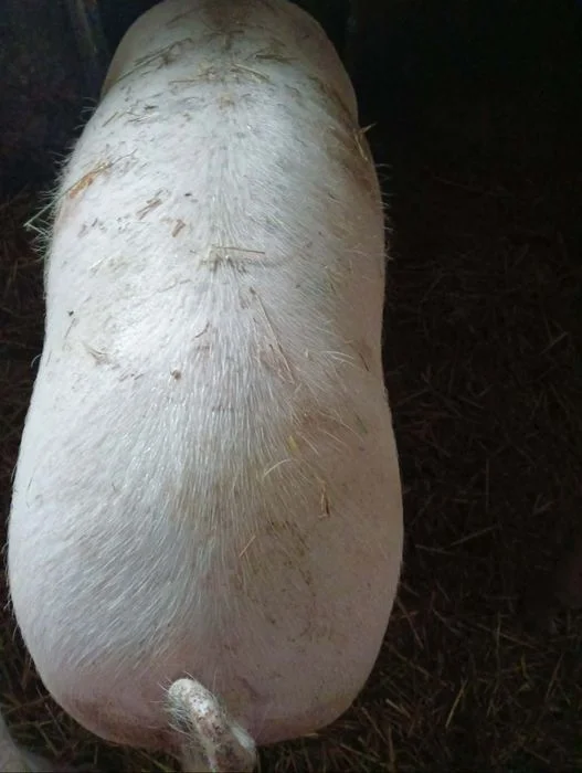 Sprzedam tucznika