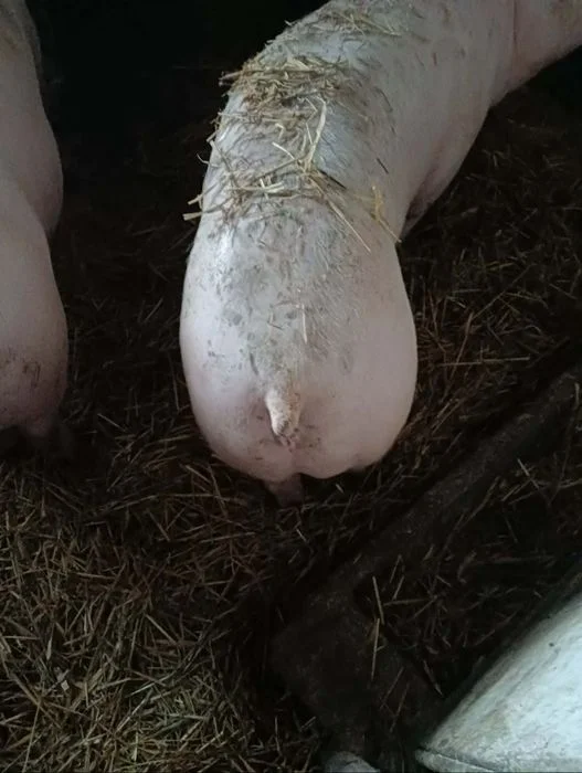 Sprzedam tucznika – zdjęcie 3