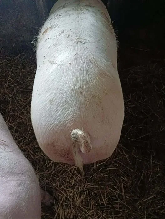 Sprzedam tucznika – zdjęcie 5