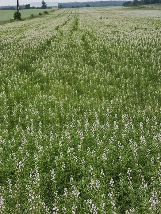 Łubin biały, słodki 2,5 t – zdjęcie 4