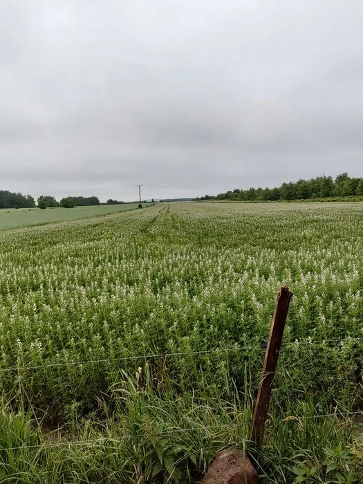 Łubin biały, słodki 2,5 t – zdjęcie 3