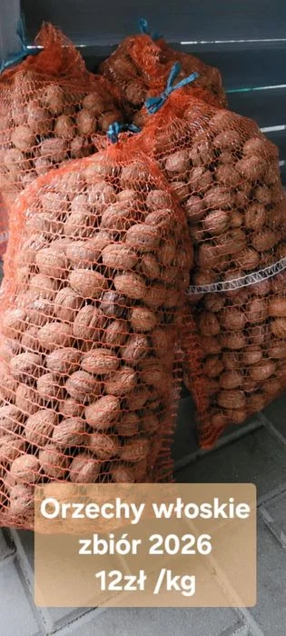 5kg Orzechy włoskie 2026 – zdjęcie 2