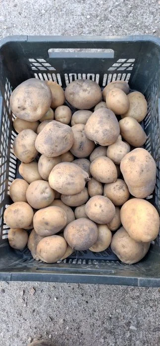 Ziemniaki VINETA młode z własnego gospodarstwa 1,5 zł/kg