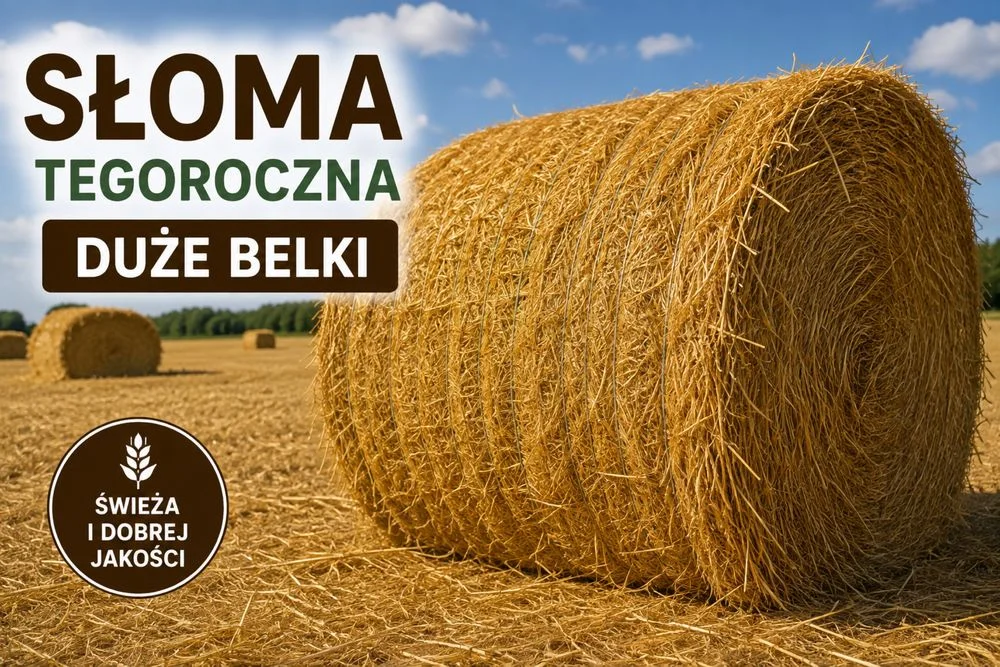 Słoma tegoroczna – duże bele