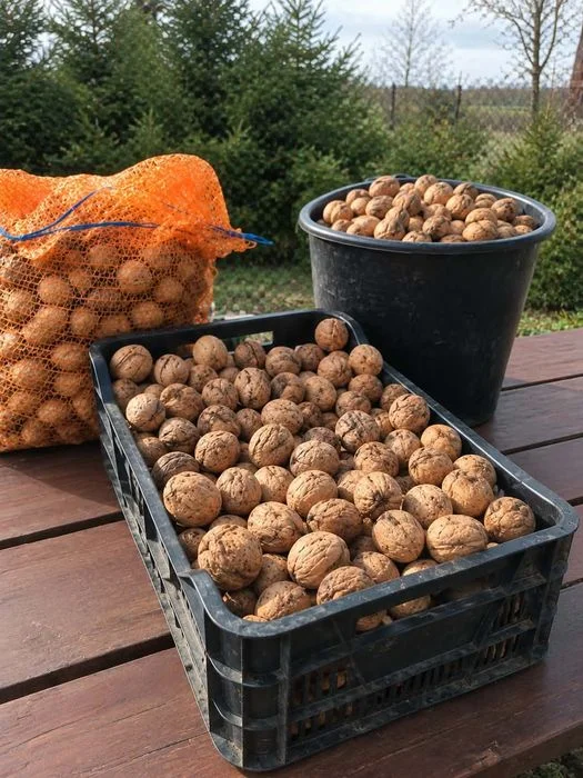Orzechy włoskie. – zdjęcie 2