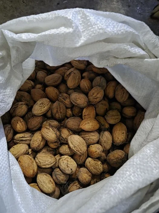 Orzechy włoskie tegoroczne cena za 4kg – zdjęcie 2