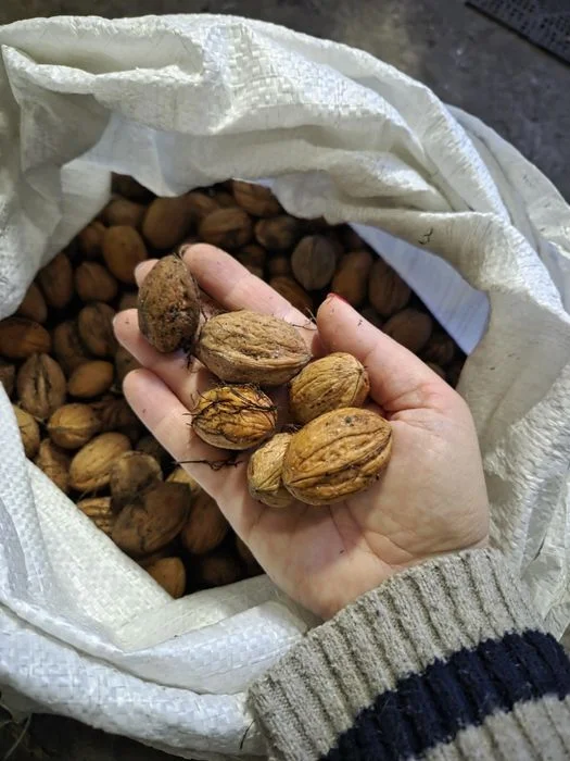 Orzechy włoskie tegoroczne cena za 4kg