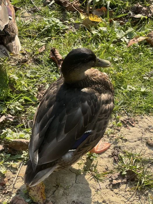 Kaczory call duck – zdjęcie 3