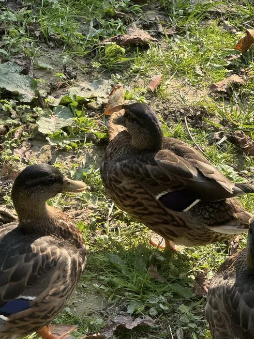 Kaczory call duck – zdjęcie 5