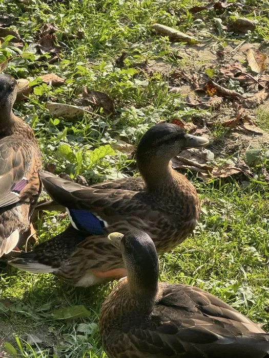 Kaczory call duck – zdjęcie 4