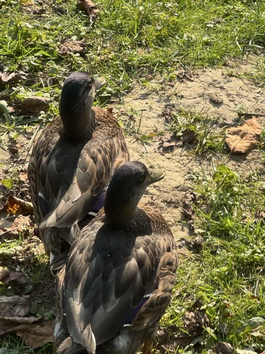 Kaczory call duck – zdjęcie 2