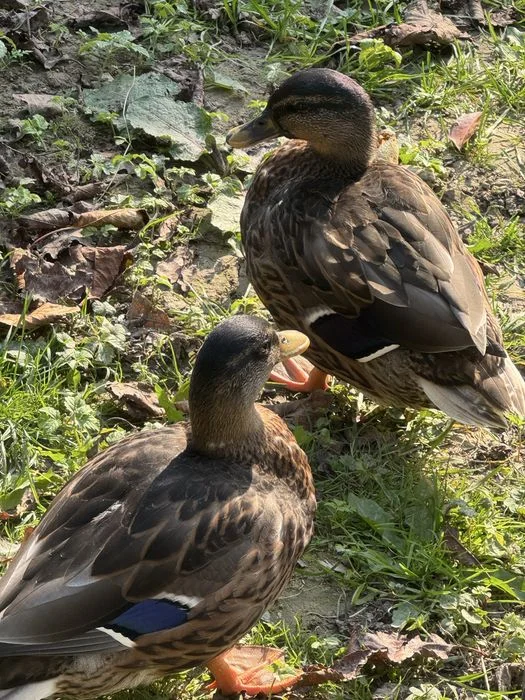 Kaczory call duck