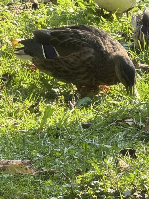 Kaczory call duck – zdjęcie 7