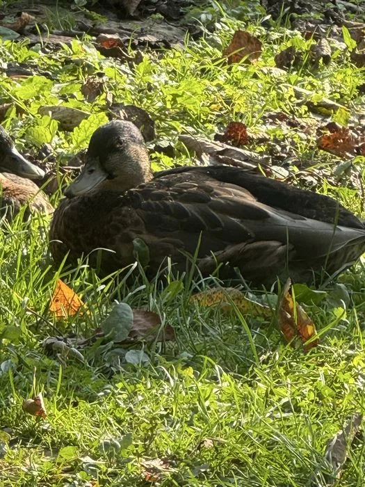 Kaczory call duck – zdjęcie 8