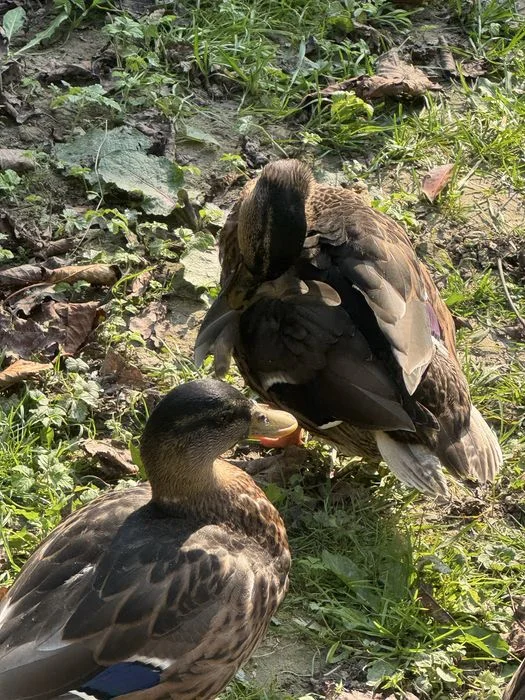 Kaczory call duck – zdjęcie 6