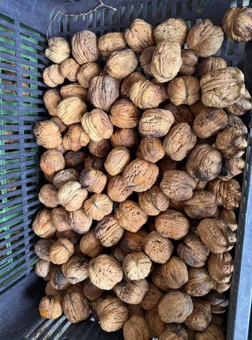 Sprzedam orzechy włoskie duże Jacki – 10 kg, wysyłka