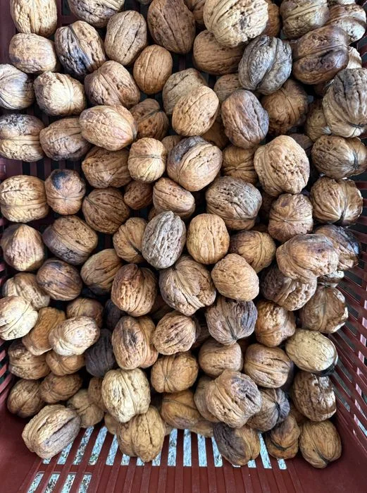 Sprzedam orzechy włoskie duże Jacki – 10 kg, wysyłka – zdjęcie 2