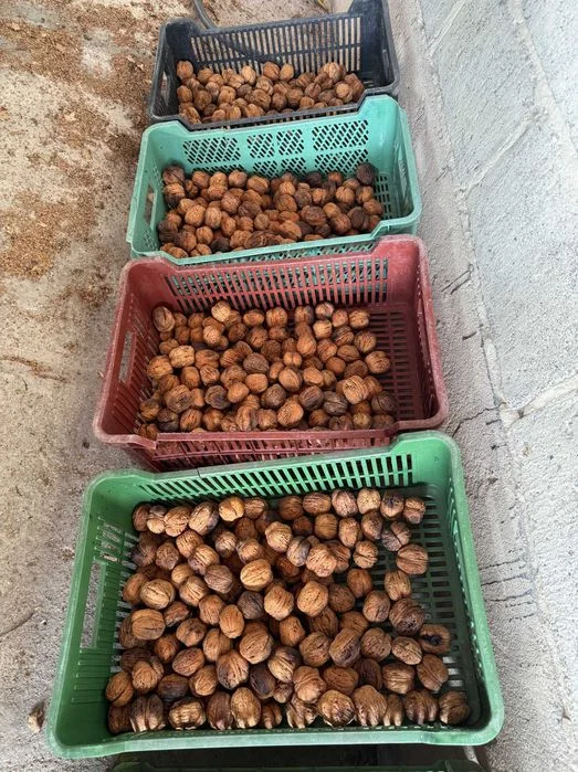 Sprzedam orzechy włoskie duże Jacki – 10 kg, wysyłka – zdjęcie 3