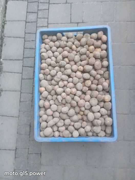 Sprzedam ziemniaki odpadowe drobne cena 40gr za kg