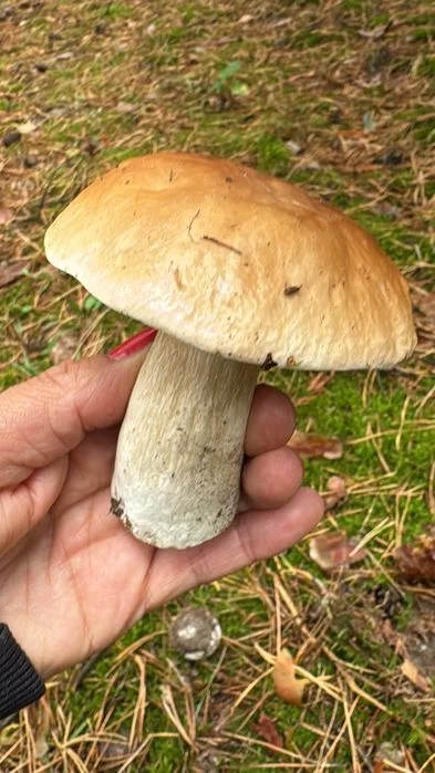 Domek na wynajem prywatny staw Lubuskie – zdjęcie 11