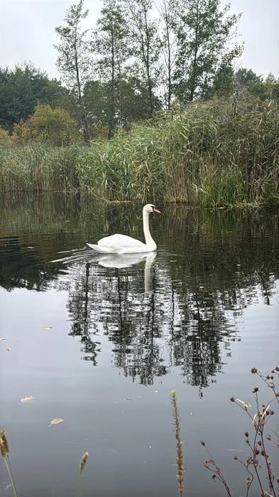 Domek na wynajem prywatny staw Lubuskie – zdjęcie 10