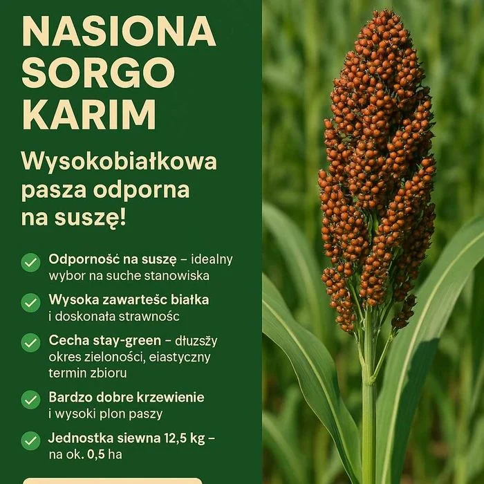 Mieszaniec Sorgo i trawy sudańskiej, KARIM, sorgo kiszonkarskie – zdjęcie 3