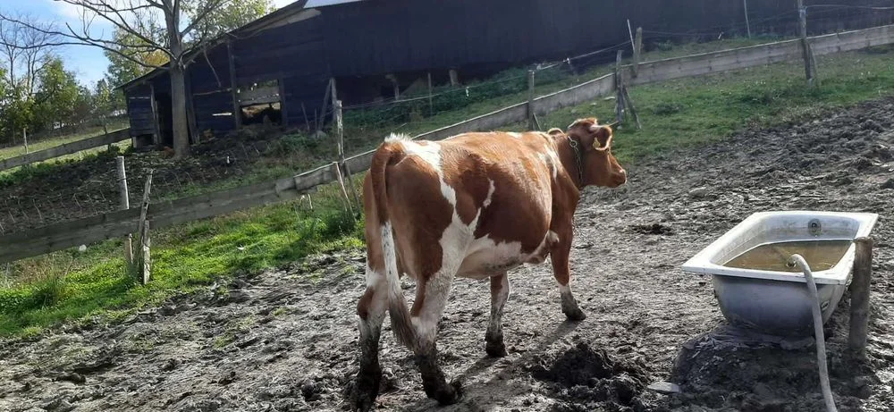 Sprzedam krowe cielna mleczna