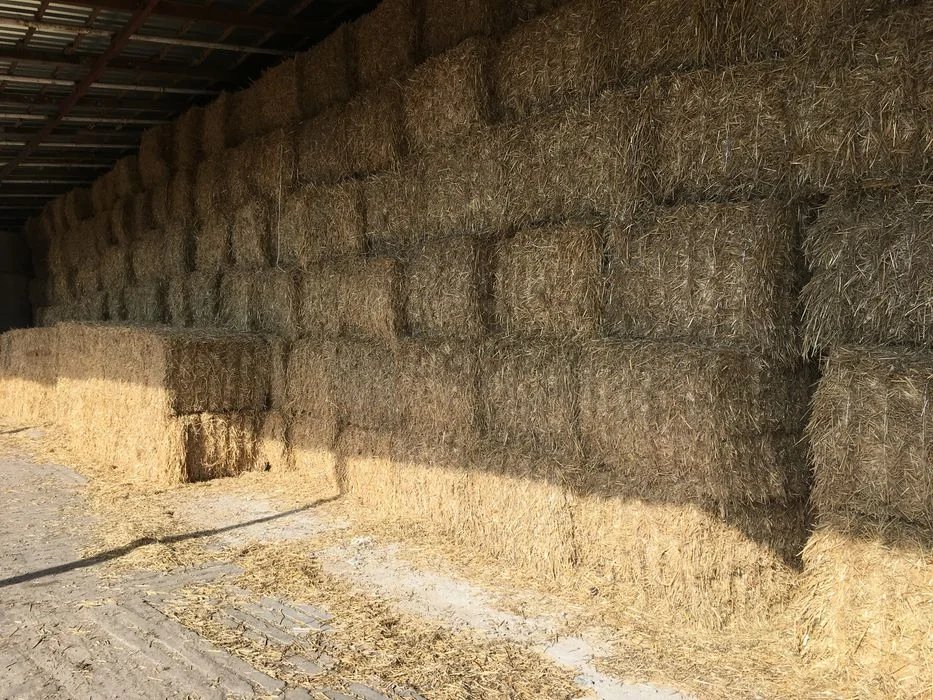 Słoma , kostka/kulka , siano pasza, bele okrągłe – zdjęcie 4