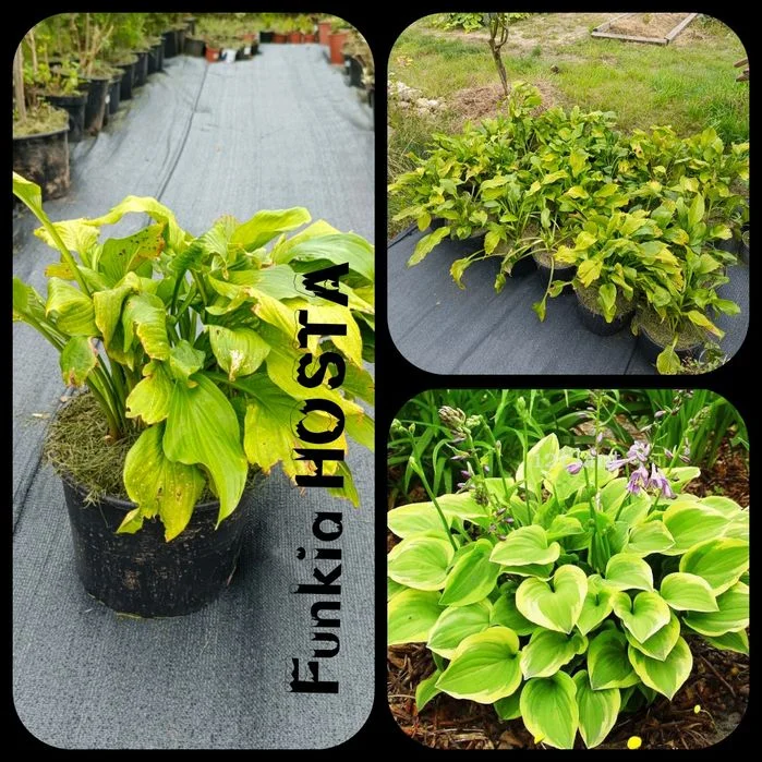 Funkia - HOSTA