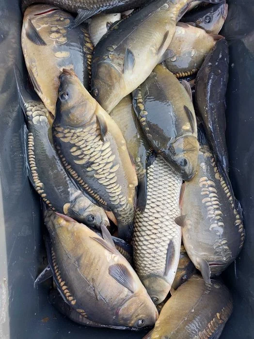 Ryby żywe: karp, amur, tołpyga