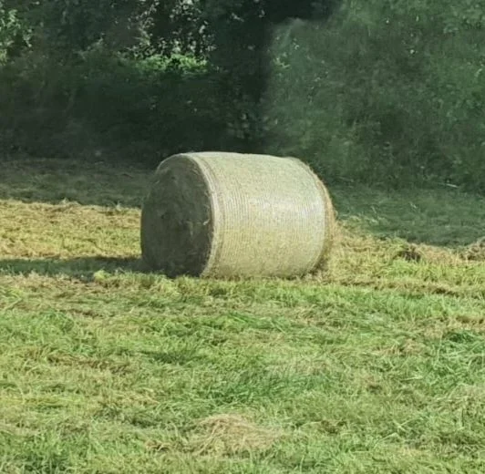 Siano w belalch 160 cm oraz 120 cm – zdjęcie 3