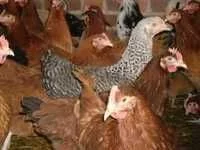 KURY nioski z wolnego wybiegu z własnej hodowli ! ZAPRASZAM