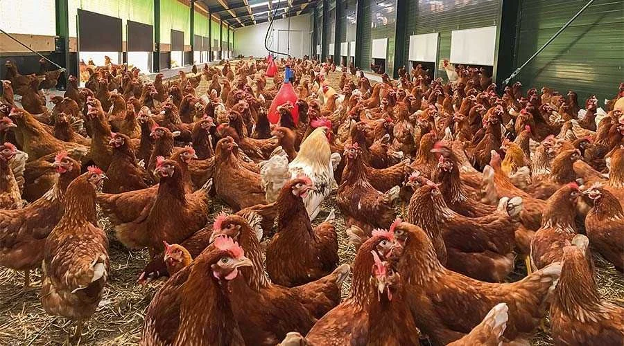 Kury Nioski prosto od hodowcy ! Zadbane zdrowe Rossa messa Sussex ! – zdjęcie 3
