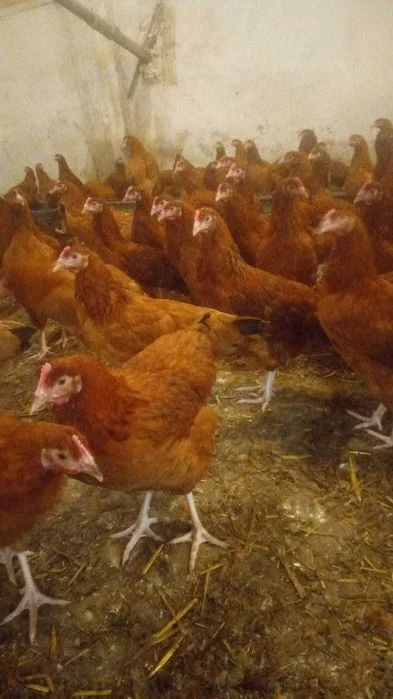 KURY nioski od 8 do 26 tygodnia z własnej hodowli ! TRANSPORT ! – zdjęcie 3